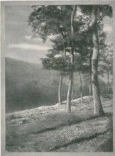 Eichen, Landscape with oak trees, page, photomechanical print, monogram: 'BX', photographer: