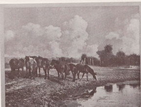 Horses in the meadow, Pferde, page, photomechanical print, monogram: 'BX', photographer: Otto