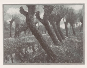Weiden im vorfrühling, Landscape with willows, page, photomechanical print, monogram: 'BX',