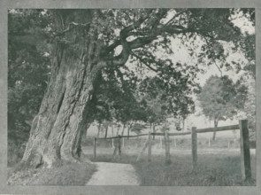 Baum study (Burg Schlitz), Landscape near Burg Schlitz, page, photomechanical print, inscription: