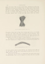 Hårborste af yucca leaf. Ruin 9, Brush or broom of Yucca leaves found in the Mesa Verde National