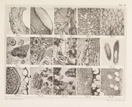 Sheet with sixteen microscopic images of the cell structure of allspice, chilli, mace and nutmeg,
