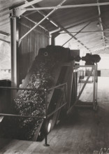 Conveyor belt, photograph, Wet leaf conveyor belt at the Pasir Randoe tea factory on Java. Part of