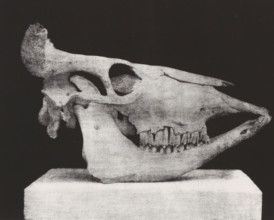 TÊTE DE BOEUF. (PROFIL) 2, 5 nature, Skull of a bovine, in profile, page, photomechanical print,