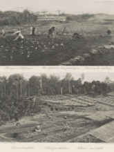 Planting seedlings (above) and tobacco seed beds (below) on Sumatra, The planting of the seedlings