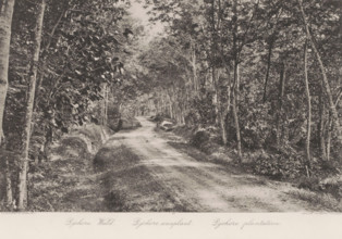 Path through plantations on Sumatra, Djohore plantations, photomechanical print, Part of Album with