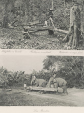 Lumberjack in primeval forest (above), Lau Boentoe (below), Sawyers in a forest (above) and timber
