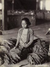 Woman sorting tobacco leaves in the Dutch East Indies, photograph, Part of Travel Album with Forty