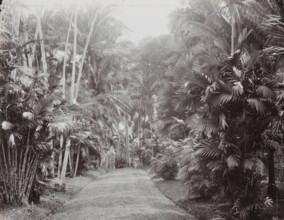 Avenue in the National Botanical Garden in Buitenzorg, Botanical Garden, Buitenzorg., album page,