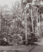 Palms in the National Botanical Garden in Buitenzorg, Botanical Garden, Buitenzorg., album page,