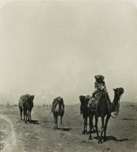 Caravan in the desert near Cairo, Cairo. Karawane in der Wüste, stereograph, number: '92', Cairo
