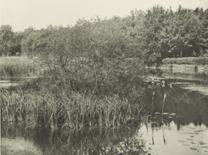 Plants at Lake Commelles, Étang de Commelles, photomechanical print, photographer: José Dubouloz,