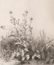 Pool with thistle, Chardon aquatique., Suite de six plantes, print, Series number, 1, 6,
