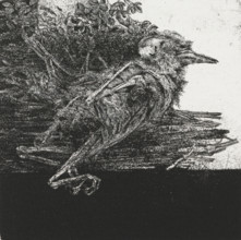 Dead bird, print, Dead, decomposing bird., signature: 'KEES STOOP', edition: '2, 30', printmaker: