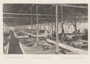 Sorting by length and color, Sorting barn of a tobacco plantation on Sumatra, photomechanical