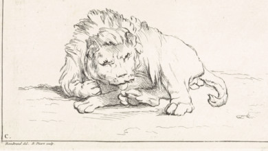 Lying lion, Receuïl de Lions, print, book illustration, A lion lies on the grass. He seems to be