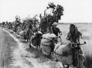 Vietnam: Transporting food for the frontline, Cu Chi, South Vietnam, Second Indochina War (Vietnam War) (1972) The Secon