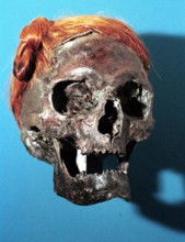 Bildnummer: 50836702  Datum: 01.07.2000  Copyright: imago/nordpool/Tittel
Schädel, ausgestellt im