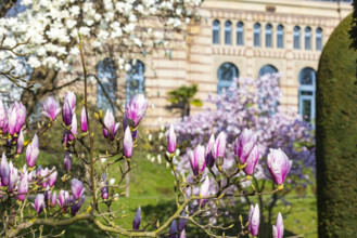 Farbenpracht im Frühjahr. Die Magnolien (Magnolia) blühen. Wie hier im Zoologisch-Botanischen Garten Stuttgart ist die B