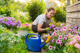 Gartenarbeit und Landwirtschaft Konzept. Junge Frau Landarbeiter Gartenarbeit Blumen im Garten. Gärtnerin pflanzt Blumen für Blumenstrauß. Sommer Gartenarbeit. Mädchen bei der Gartenarbeit zu Hause im...