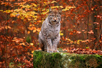 Nordluchs, Nord-Luchs, Europaeischer Luchs, Eurasischer Luchs (Lynx lynx lynx), sitzt auf einem bemoosten Felsen im Her