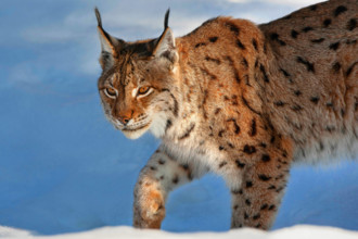 Nordluchs, Nord-Luchs, Europaeischer Luchs, Eurasischer Luchs (Lynx lynx lynx), laeuft im Schnee, Deutschland, Bayern,