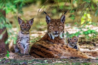 Eurasischer Luchs, Europaeischer Luchs (Lynx lynx), Weibchen mit Jungtieren, Deutschland Eurasian lynx (Lynx lynx), adu