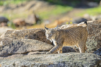 Creative Highlights World Iberischer Luchs, Pardel-Luchs, Pardelluchs (Lynx pardinus), laeuft ueber Felsen in einer Dehe