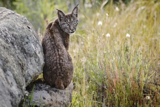 Iberischer Luchs, Pardel-Luchs, Pardelluchs (Lynx pardinus), sitzt auf einem Stein, Spanien Spanish lynx (Lynx pardinus