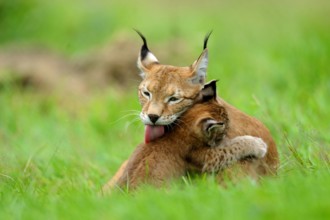 Nordluchs, Nord-Luchs, Europaeischer Luchs, Eurasischer Luchs (Lynx lynx lynx), Jungtier schmust auf einer Wiese mit se