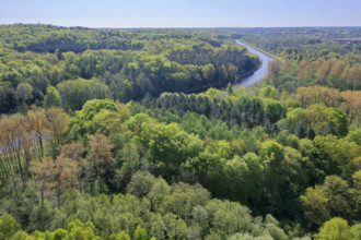 Mischwald von oben mit Elbe-Luebeck-Kanal, Drohnenaufnahme, Deutschland, Schleswig-Holstein mixed forest and Elbe-Luebec