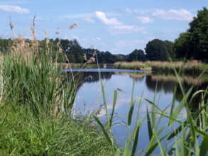 gräser,ufer,elbe-lübeck-kanal *** grasses,shore,elbe lübeck canal ilq-fkv