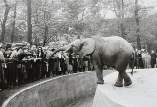 Zoo GDR, 20230101, Aufnahme ca. 1950, Berliner Zoo *** Zoo GDR, 20230101, photo ca 1950, Berlin Zoo