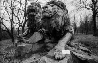 Tierpark Friedrichsfelde Deutschland, Berlin, 03.01.1991, Tierpark Friedrichsfelde, Löwen, standen früher vor dem Stadts