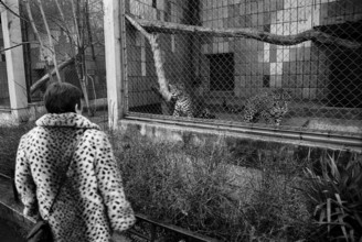 Fell_Verwandschaft Deutschland, Berlin, 03.01.1991, Tierpark Friedrichsfelde, Leoparden als Tier und als Fell ..., Â ***