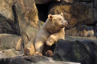 Bildnummer: 50103472  Datum: 24.07.2001  Copyright: imago/Stöpper
Albino-Braunbär im Tierpark