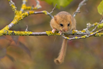 Haselmaus Haselmaus Copyright: xZoonar.com/RalfxWeisex 3277398