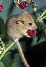 Haselmaus frisst rote Beeren Copyright xMEVx ALLMVMEV58039