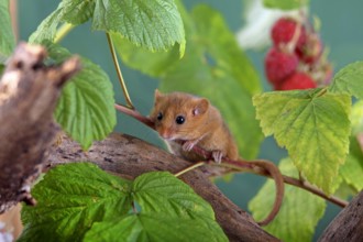 Haselmaus Hasel Maus Muscardinus avellanarius in einem Himbeerstrauch Deutschland Hessen commo