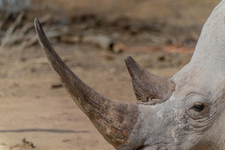 Breitmaul-Nashorn Das Breitmaulnashorn (Ceratotherium simum) oder Breitlippennashorn ist ein Säugetier aus der Familie d
