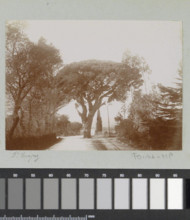 RECORD DATE NOT STATED  Laan with railway line in Saint-Tropez, 1899 photograph Part of photo album of a French amateur