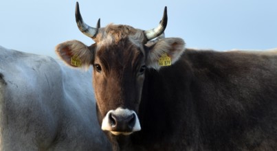 Ammenkühe vom Bio-Bauernhof Stolze Kuh von Anja Hradetzky stehen im Morgennebel auf einer Weide im Nationalpark Unteres