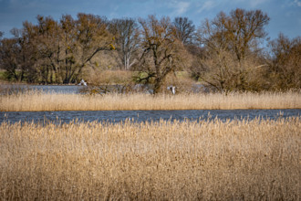 Nationalpark Unteres Odertal im Landkreis Uckermark im Bundesland Brandenburg; Auennationalpark an der Oder Odra bei Stü
