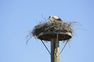 31.05.2020, Stuetzkow, Deutschland - Foto: Storchennest in dem kleinen Ort Stuetzkow im Naturpark Unteres Odertal in Bra