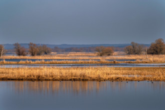 Tourismus Wetter Reisen 24.02.2021 Criewen Brandenburg Nationalpark Unteres Odertal Fluss Oder Vogelzug Schnee Schneesch