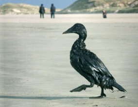 Ein ölverschmierter Vogel läuft am 11 November 1998 an der Nordseeküste der Insel Amrum Norddeuts