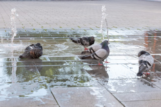 Tauben am Brunnen – Alltagsszene in Limburg