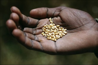 Getreidekörner in der Hand eines äthiopischen Bauern in Dobola am 02.01.05. Die Armen in Afrika trifft es am härtesten,