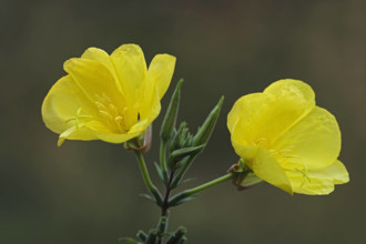 Gemeine Nachtkerze (Oenothera biennis)