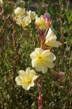 Oenothera odorata, Duftende Nachtkerze, smelling evening primrose Oenothera odorata, Duftende Nachtkerze, smelling eveni